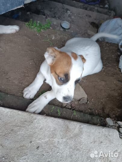 Щенки бесплатно