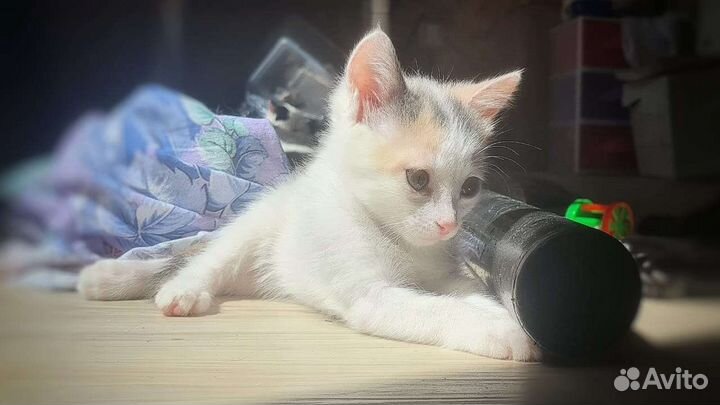 Котенок в дар
