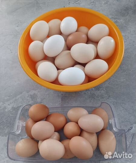 Инкубационное яйцо Доминантов