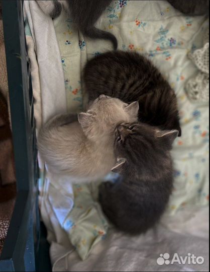 Котята в добрые руки