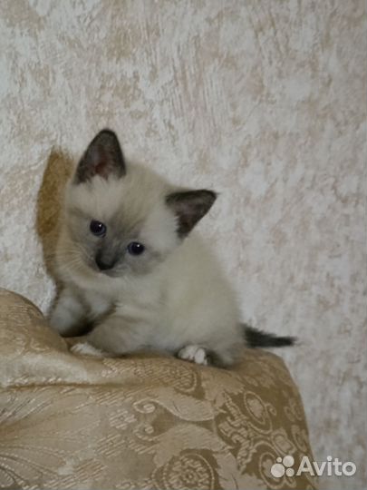 Катята 1.5месяца
