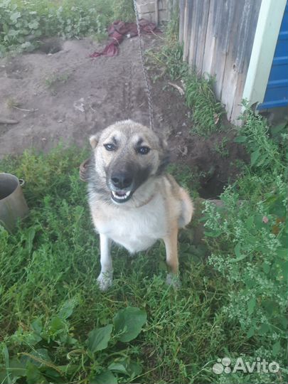 Собака в добрые руки