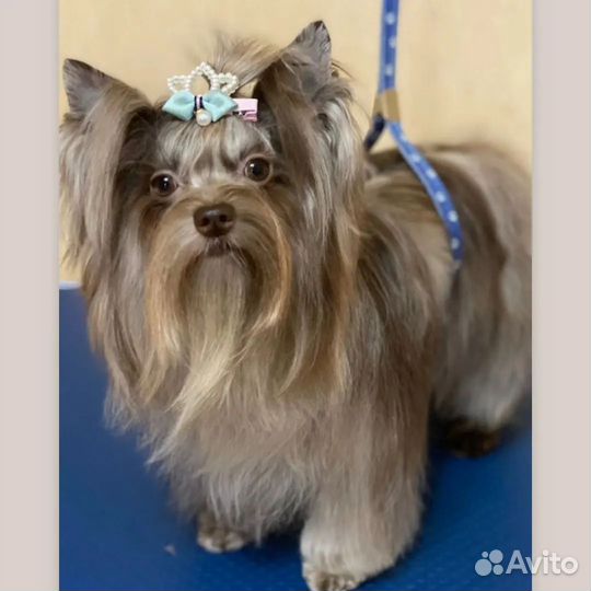 Цветные йорки