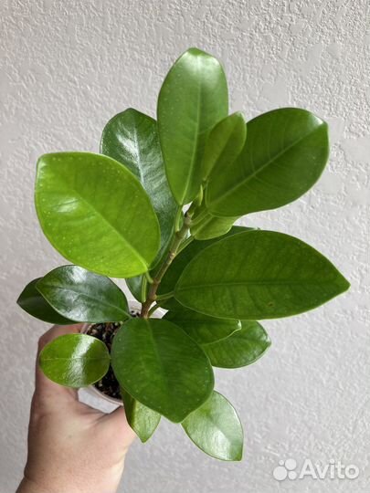 Комнатные цветы часть 2