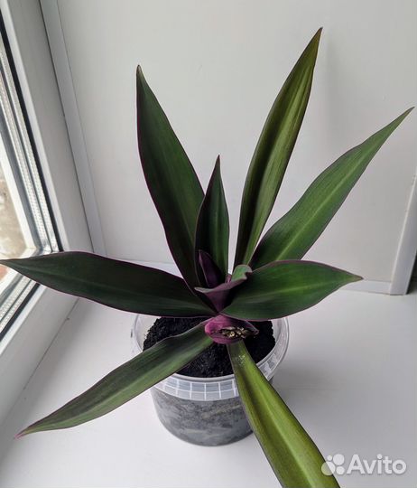 Традесканция рео