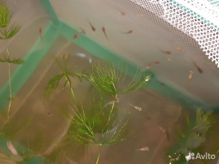 Улитки грунтовые. Гуппи