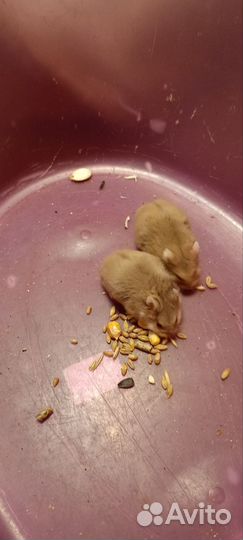 Хомячки Кемпбелла