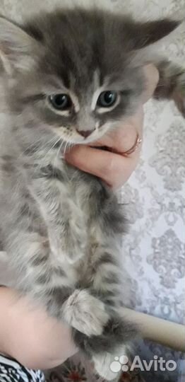 Котенок в дар бесплатно