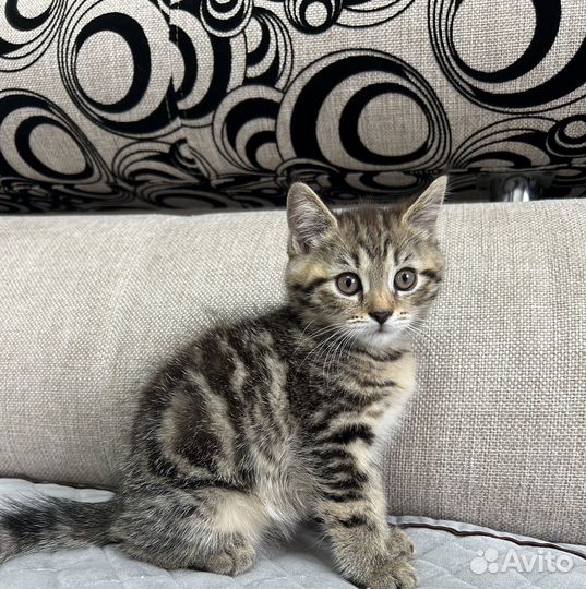 Шотландские котята