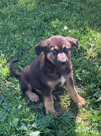 Щенок немецкой овчарки