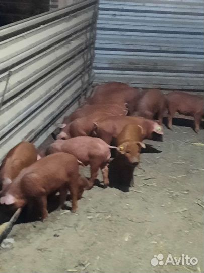 Поросенок дюрок