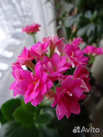 Комнатные растения цветущие