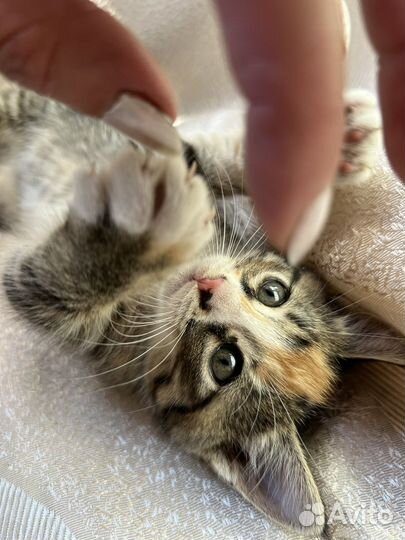 Котята кошки