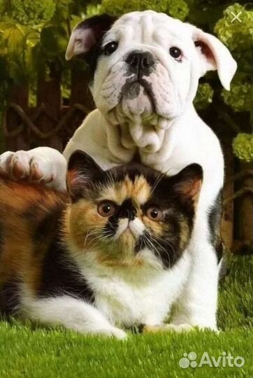 По уходу за животными