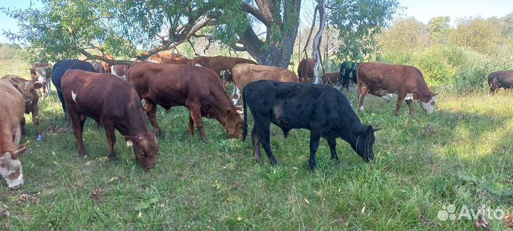 Быки на мясо живым весом