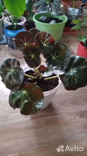 Бегония корневая