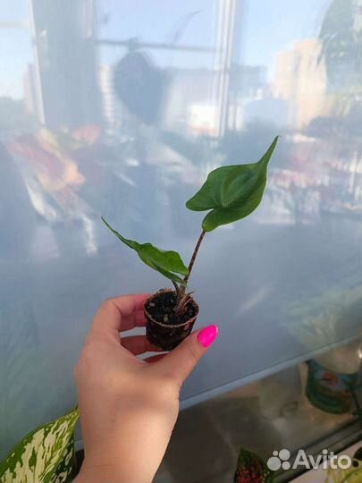 Алоказия стингрей