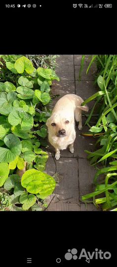 Маленькая собачка