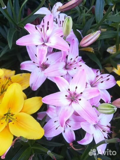 Лилии луковицы