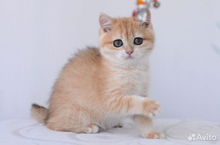 Котята золотая шиншилла