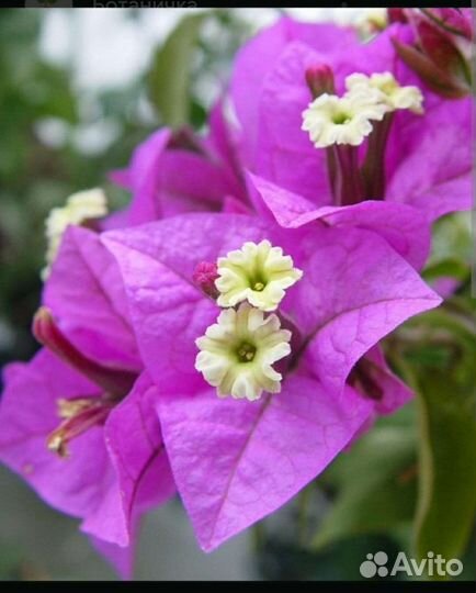 Бугенвиллия