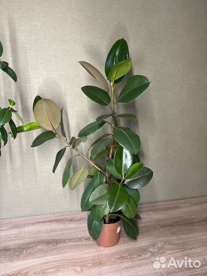 Фикус Робуста (Ficus elastica cv. Robusta)