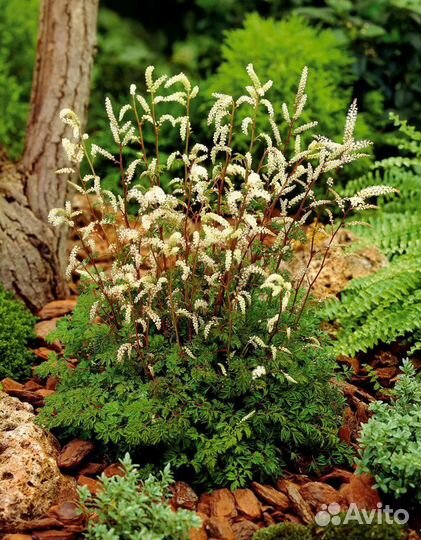 Многолетние садовые цветы