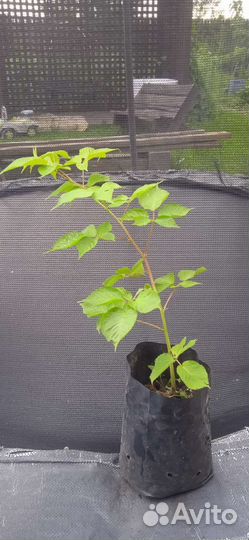 Ежевика Агавам