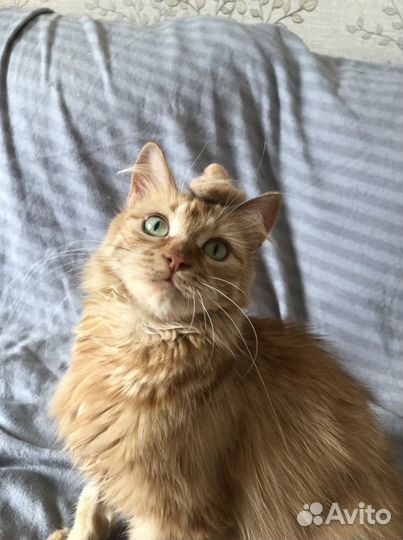 Передержка кошек