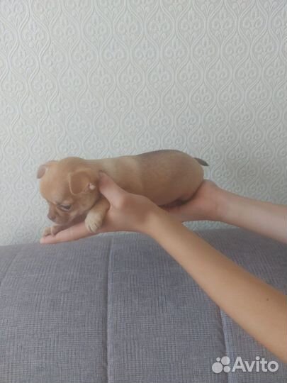 Щенки чихуахуа девочки