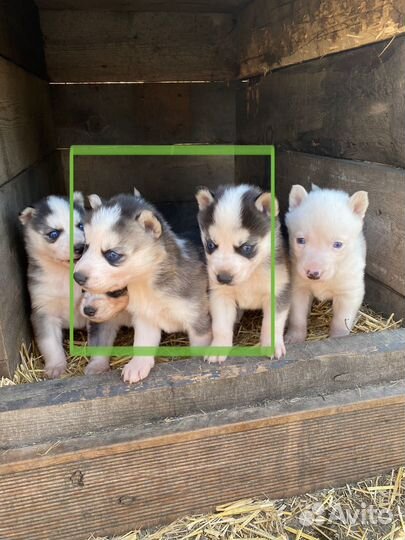 Щенки сибирской хаски