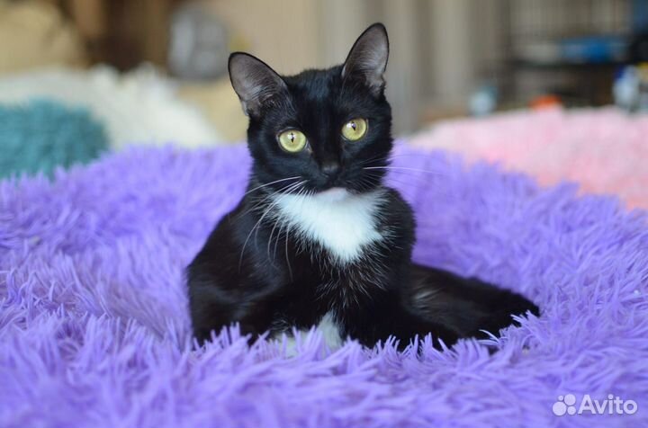 Просто Белль