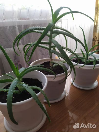 Алоэ столетник