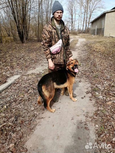 Добрый великан Бобося ищет дом в добрые руки