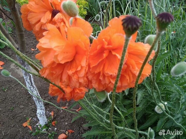 Садовые многолетники