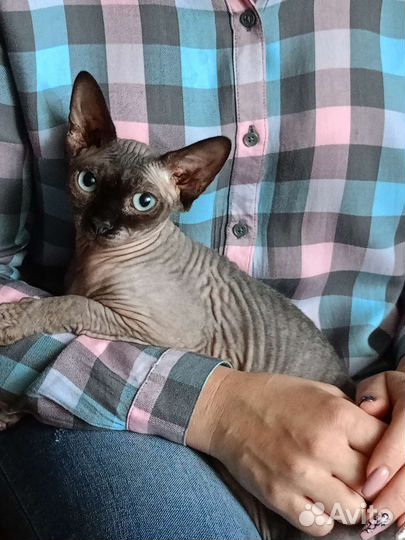 Канадский сфинкс