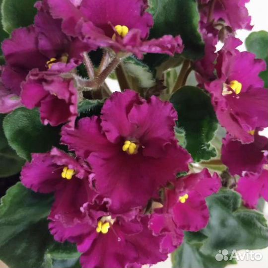 Сортовая Фиалка