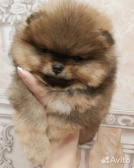 Померанский шпиц мини щенок
