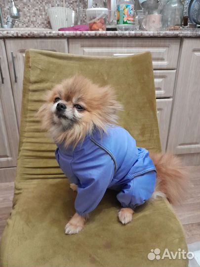 Дождевик для собак