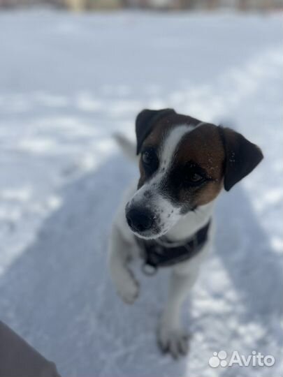 Вязка Джек Рассел терьер