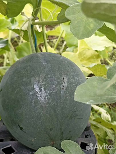 Семена арбуза