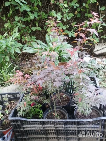 Клены японские Атропурпуреа