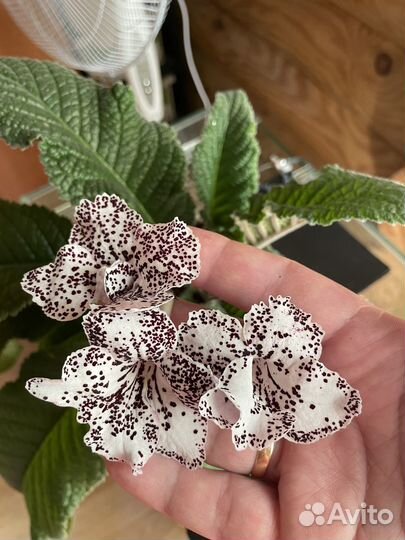 Стрептокарпус Мехенди