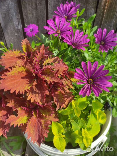 Колеус Ханна