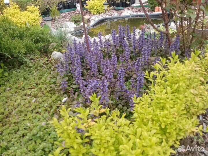 Растния для сада