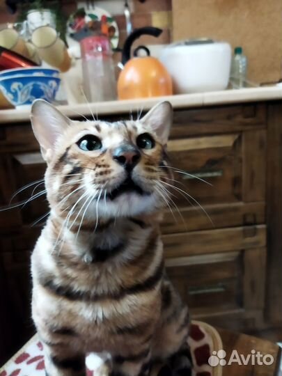 Бенгальский кот на вязку