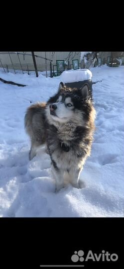 Отдам собаку в добрые руки