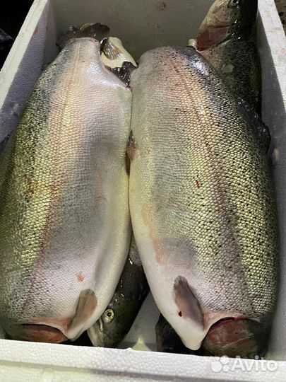 Форель охлажденная псг +2