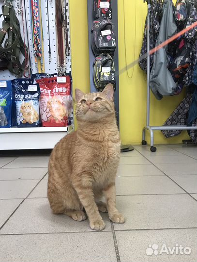 Кот в добрые руки