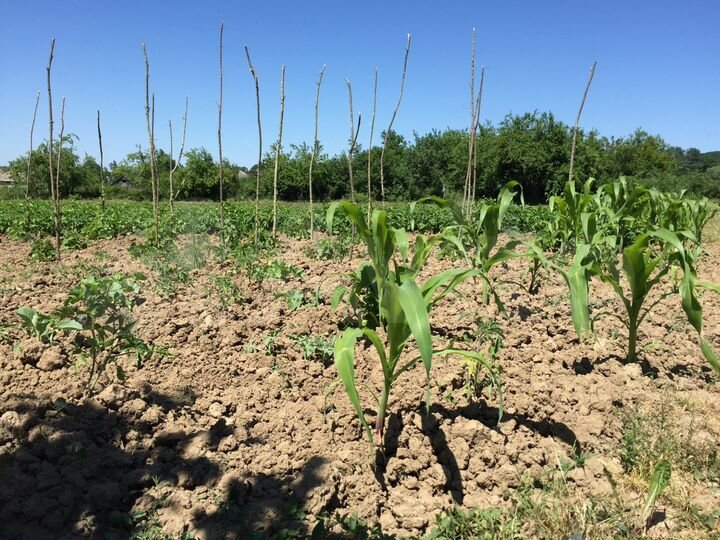 Дом 52 м² на участке 30 сот.